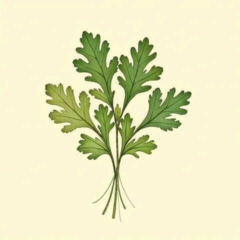 Cilantro