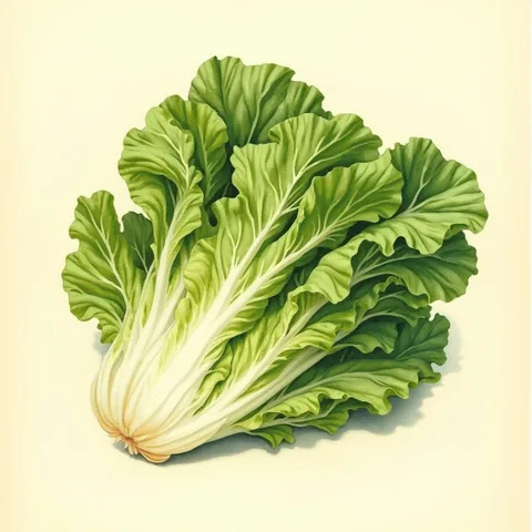 Lettuce